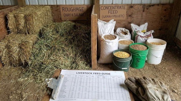 Roughage vs. Concentrate Feed: What Every Livestock Owner Actually Needs to Know